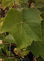 Leaf of Couderc noir