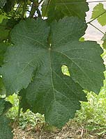Leaf of Crouchen