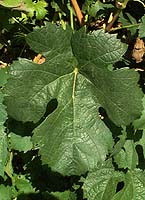 Leaf of Durif