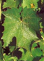 Leaf of Feunate