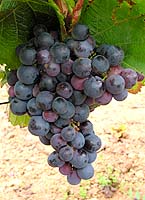 Bunch of Frankenthal