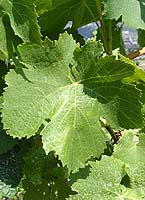 Bunch of Fuella nera