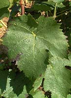 Leaf of Gamay de Chaudenay