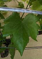 Leaf of Glaci&egrave;re