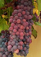 Bunch of Glaci&egrave;re