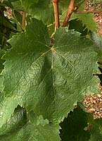 Leaf of Gouais