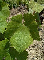 Leaf of Grand noir de la Calmette