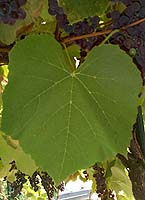 Leaf of Isabelle