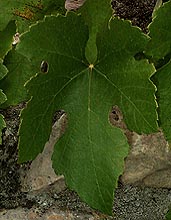 Leaf of Jacquez