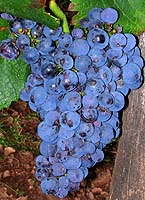 Bunch of JuranÃ§on noir