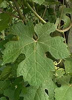 Leaf of Lauzet