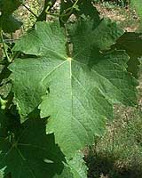 Leaf of Len de l'el
