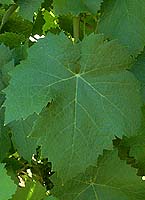 Leaf of Morrastel