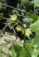 Leaf of Persan