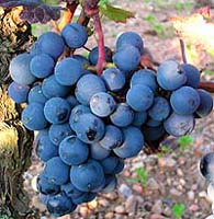 Bunch of Petit Bouschet