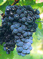 Bunch of Portugais bleu