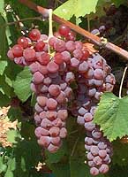 Bunch of Ros&eacute; du Var