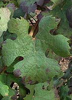 Leaf of Teinturier