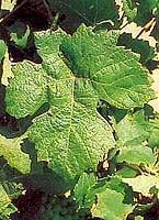 Leaf of Tressot
