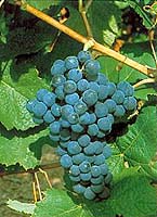 Bunch of Tressot