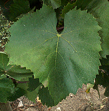 Feuille d'Aligoté