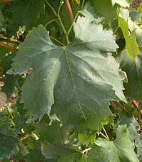 Leaf of Dattier de Beyrouth