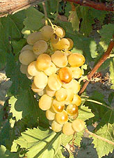 Bunch of Dattier de Beyrouth