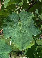 Leaf of Fer