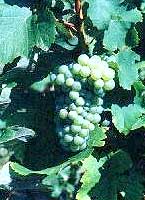 Bunch of Folle Blanche (Gros Plant)