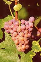 Bunch of Gewürztraminer