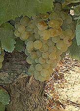 Bunch of Grenache Blanc