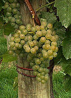 Bunch of Gros Manseng