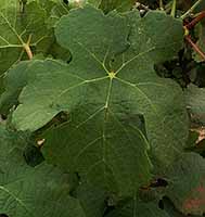 Leaf of Marsanne