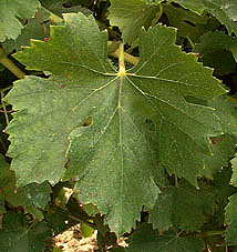 Leaf of Marselan