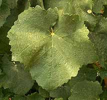Leaf of Mauzac