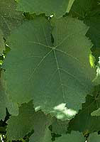 Leaf of Mondeuse