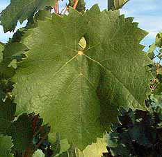 Leaf of Mourvèdre