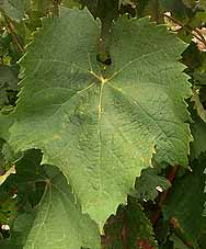 Leaf of Muscadelle