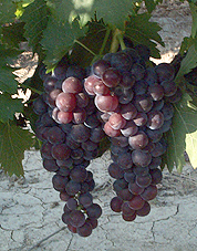 Bunch of Muscat rose à petits grains