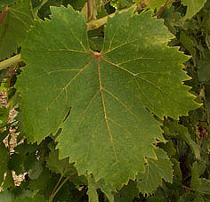 Leaf of Muscat d'Alexandrie