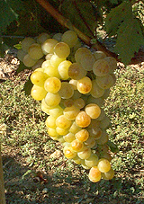 Bunch of Muscat d'Alexandrie