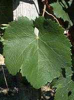 Leaf of Négrette