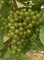 Bunch of Petit Manseng