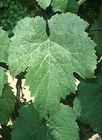 Leaf of Petit Verdot