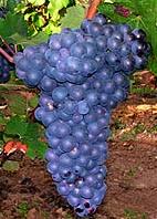 Bunch of Pineau d'Aunis