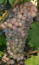 Bunch of Piquepoul Noir