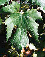 Leaf of Poulsard