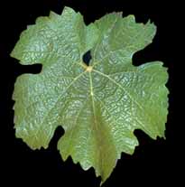 Leaf of Riesling