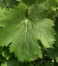 Leaf of Rolle