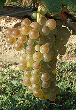 Bunch of Roussanne